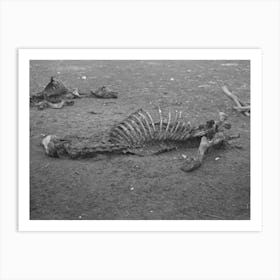Untitled Photo, Possibly Related To Head Of Horse That Died Of Compaction Due To Poor Feed Art Print