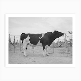 Pedigreed Holstein Herd Bull At The Casa Grande Valley Farms, Pinal County, Arizona By Russell Lee Art Print