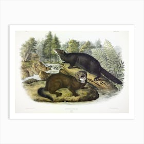 Black Squirrel, John James Audubon Art Print