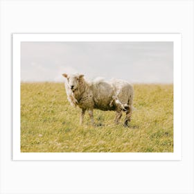 Sheep In Field Art Print