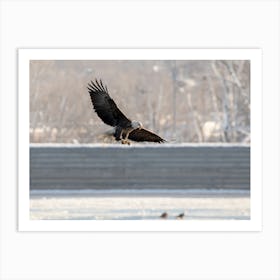 Bald Eagle Hunting On The Mississippi Art Print