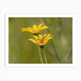 Fritillary Butterfly On Yellow Wildflower Art Print