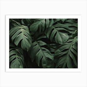 Monstera Leaves Art Print