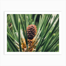 Pine Cone Art Print