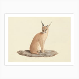 Caracal Caracal (Desert Lynx), Luigi Balugani Art Print