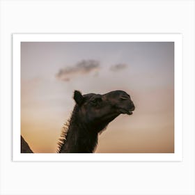 Camel with a beautiful sky 2 - Al Wathba Abu Dhabi UAE photo print - moody animal photography art Art Print Art Print