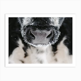 Black Cow Nose Art Print