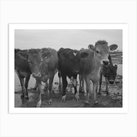 Untitled Photo, Possibly Related To Cows At The Fsa (Farm Security Administration) Casa Grande Farms, Art Print