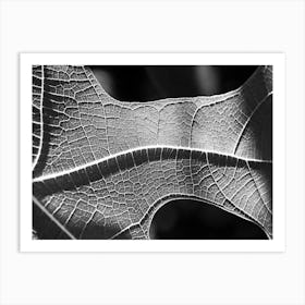 Leaf Spine Bw Art Print