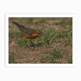 Rufous-Tailed Robin 2 Art Print