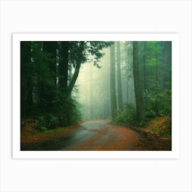 A Walk In The Woods Art Print