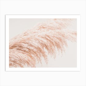 Dried Pampas Art Print