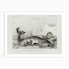 Balaena Mysticetus, Bowhead Whale, Charles Dessalines D'Orbigny Art Print