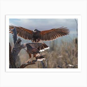 Desert Eagles Art Print