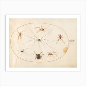 Eight Spiders, Joris Hoefnagel Art Print