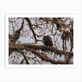 Bald Eagle Perched Art Print