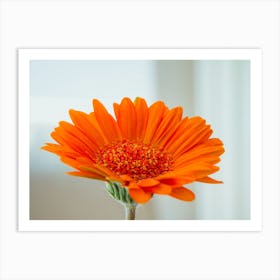 Orange Gerbera Flower On White Background 2 Art Print