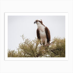 Sea Eagle Nest Art Print