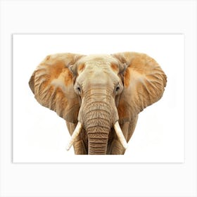 Elephant, African Elephant Art Print