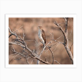 Small Hawk In Tree Art Print