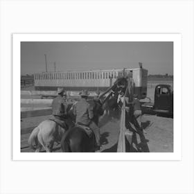Brawley, California, Loading Cattle Into Trailer For Shipment To Market By Russell Lee Art Print