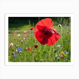 Red poppy and flowering meadow Art Print