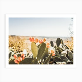 Pink Cactus Fruit Scenery Art Print