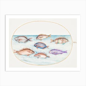 Sea Bream, Dentex, Sargo And Other Fish (1575–1580), Joris Hoefnagel Art Print