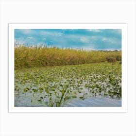 Water Lily Pool 2 Art Print