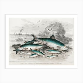 Twaite Shad, Herrings, Sprats Or Garvies, Pilchard, Anchovy, And White Bait, Oliver Goldsmith Art Print