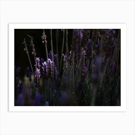 Purple Flower Pops In The Sunlight Art Print