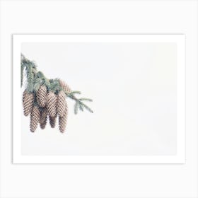 Pine Cone Branch Art Print