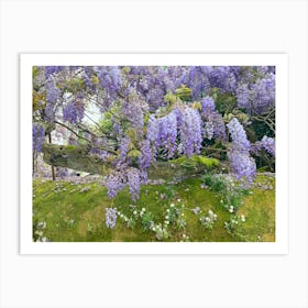 Wisteria Art Print