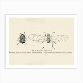 Vintage Illustration Of Black Fly, John Wright Art Print