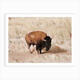 Bison In Field Art Print