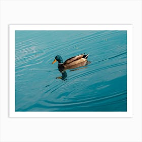 Duck. Collection. No. 1. In Blue Water. Horizontal. 1 Art Print