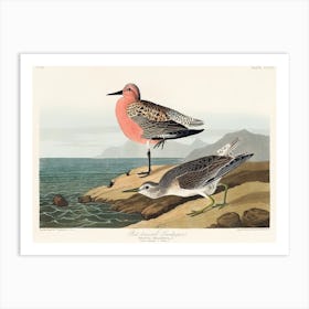 Red Breasted Sandpiper, Birds Of America, John James Audubon Art Print