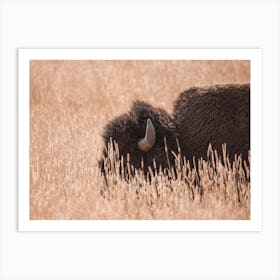 Bison In Tall Grass Art Print