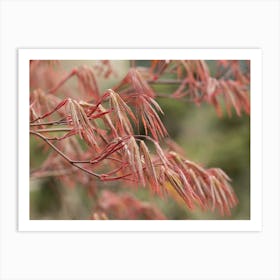 Red Maple Art Print