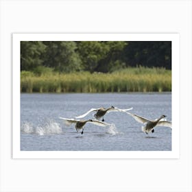 Cygnets Gliding Across A Serene Lake In A Tranquil Setting Feathers Capturing The Essence Of Purity Art Print