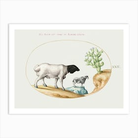 Blackhead Persian Sheep And A Sheep With A Long Tail, With A Cactus (1575–1580), Joris Hoefnagel Art Print