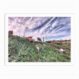 Goats On A Hill Art Print