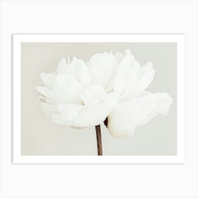 White Poppy Flower Beige_2314097 Art Print