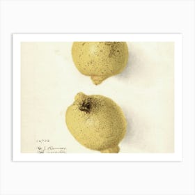 Two Lemons Art Print