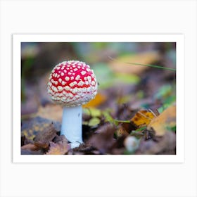 Mushroom In The Forest Art Print