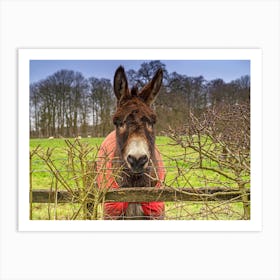 Friendly Donkey Art Print