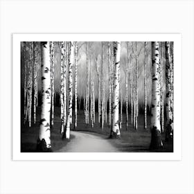 Birch Forest 123 Art Print