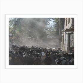 Herd Of Cattle In The Himalayas Art Print