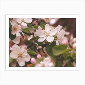 Blossoming Apple Tree Art Print