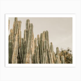 Warm Cactus Sunset Art Print